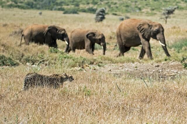 East African cheetah