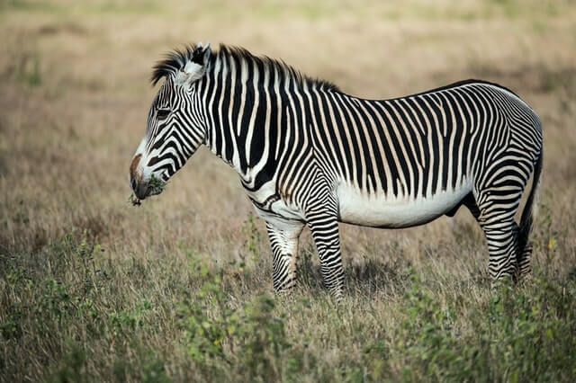 Grevy’s zebra
