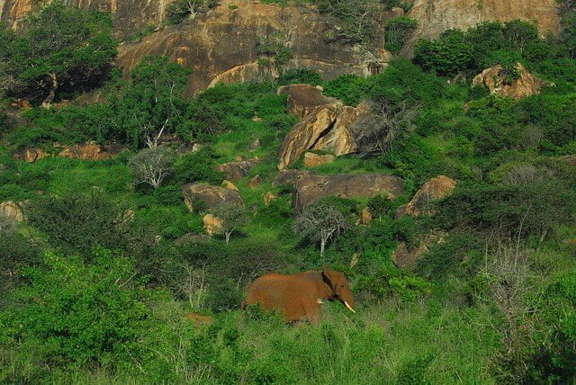 Tsavo West National Park