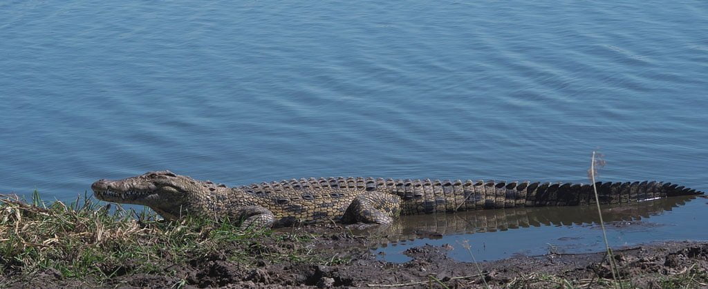 Nile Crocodile, Lake Turkana in Northern Kenya