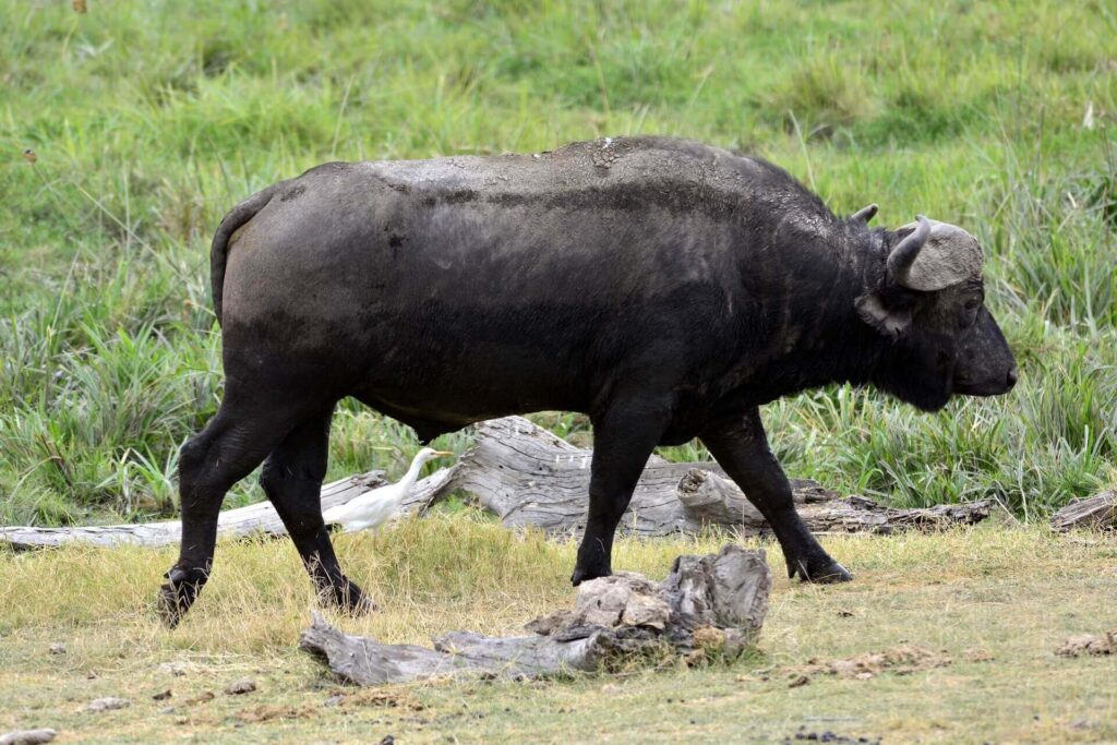 Buffalo, Amboseli National Park