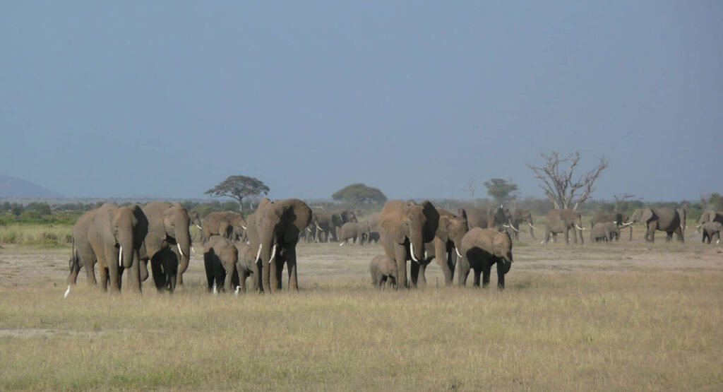 A Herd of Elephants at the Amboseli National Park