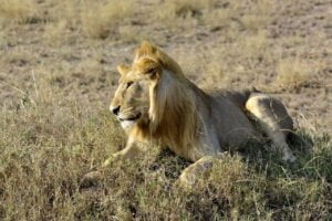 Lion, Amboseli National Park