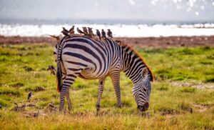 Amboseli National Park