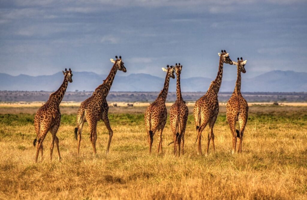Amboseli National Park