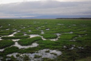 Amboseli National Park