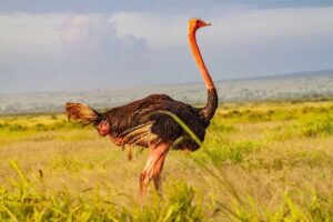 Amboseli National Park