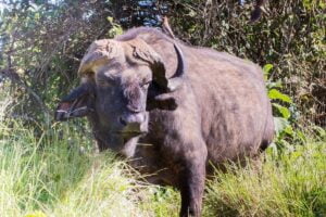 Battle-scarred buffalo at Aberdare National Park