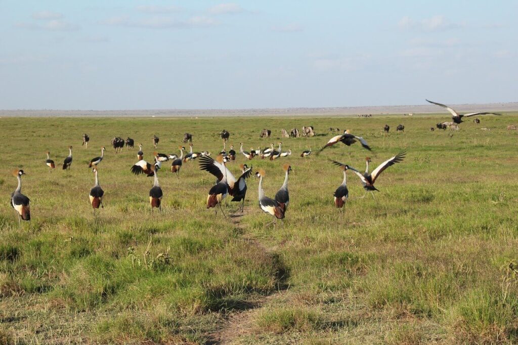 Birds at the Amboseli National Park