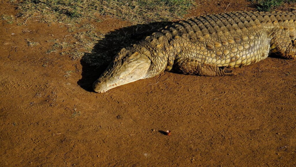 Crocodile at Nairobi National Park