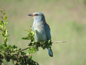 European Roller sitting on a Branch in Tsavo West