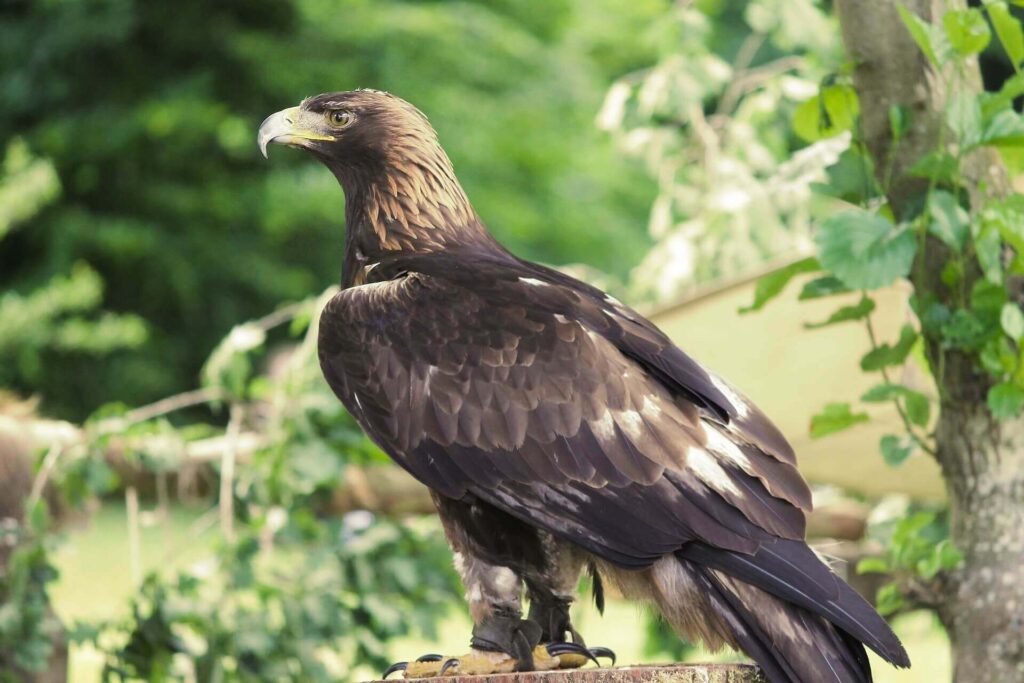 Falconry-of-Kenya
