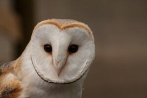 Falconry-of-Kenya barn owls