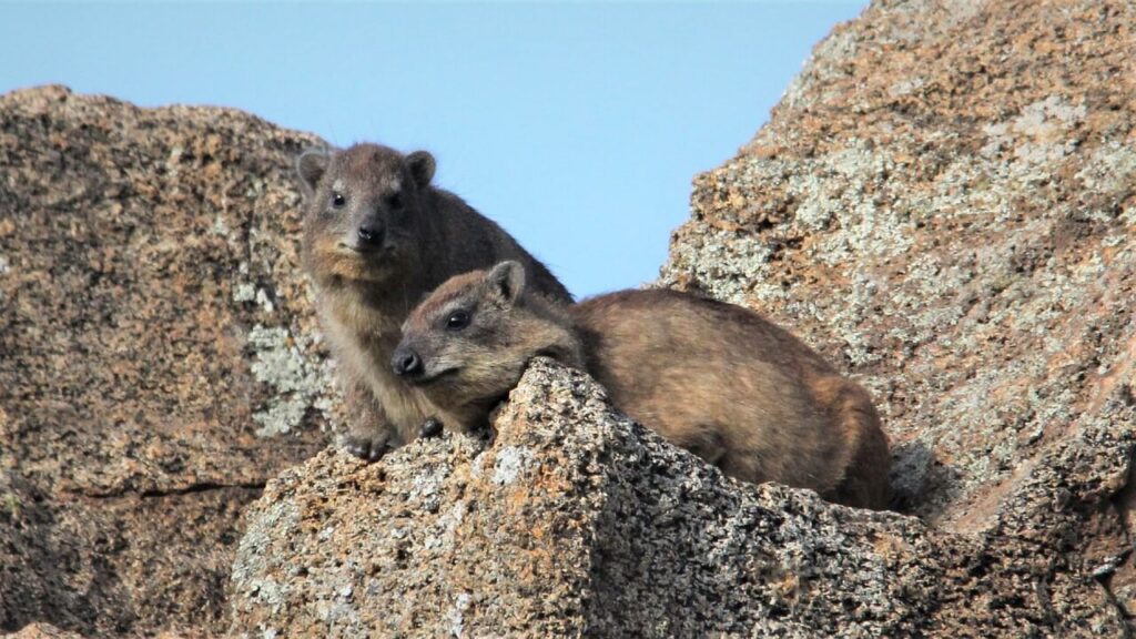 Hyrax Hills Nakuru