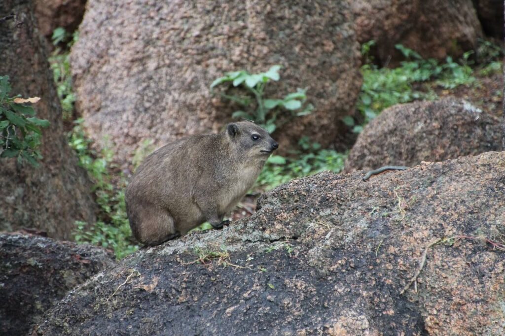 Hyrax Hills Nakuru
