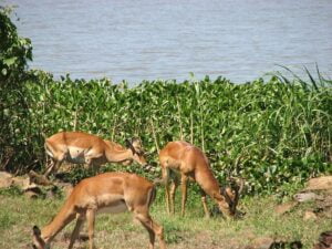 Kisumu Impala Sanctuary impalas