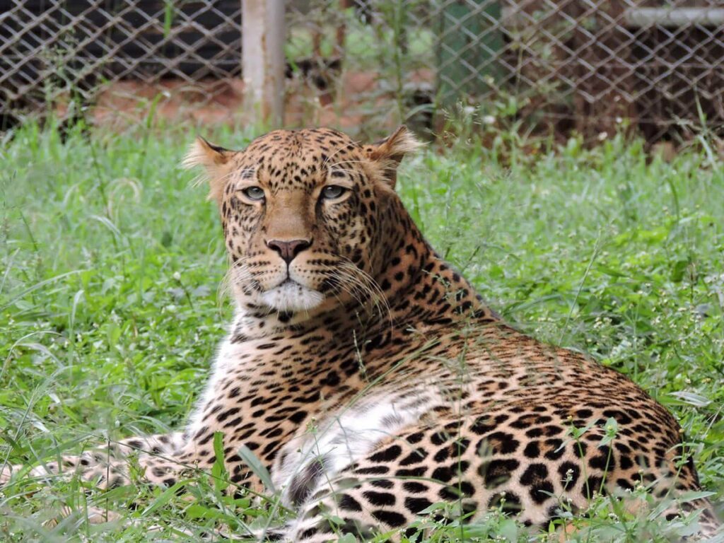 nairobi animal orphanage