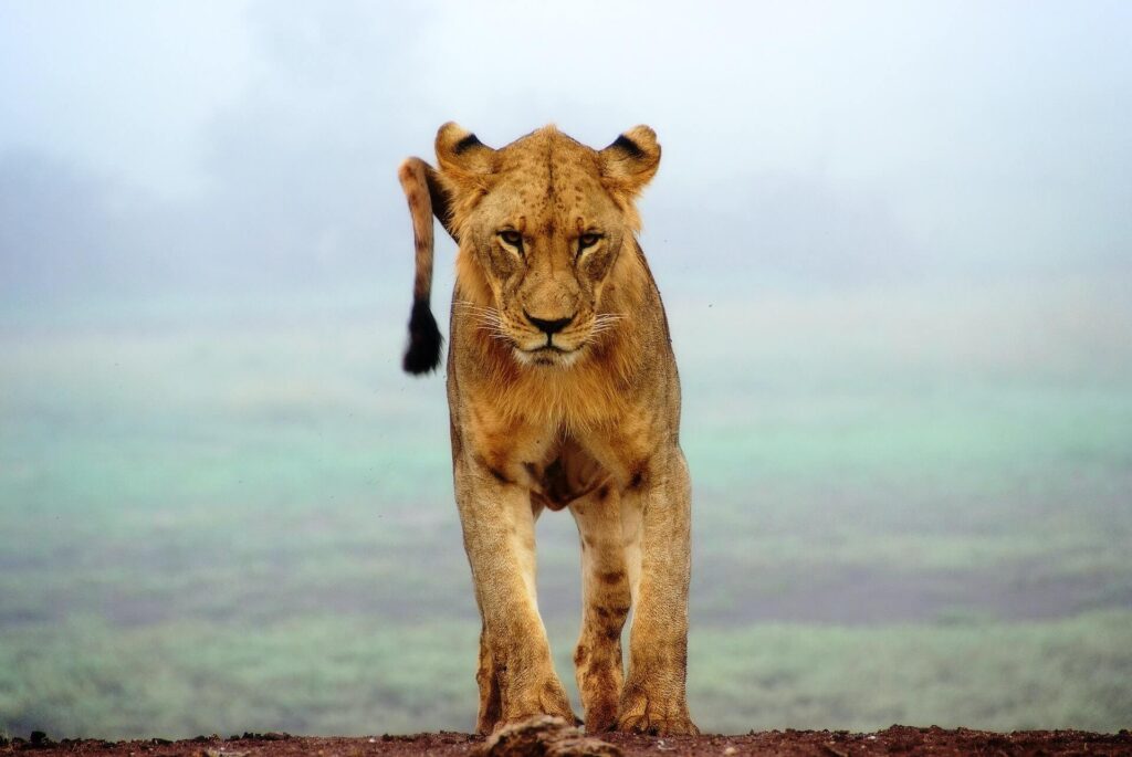 Lion in Tsavo West national park