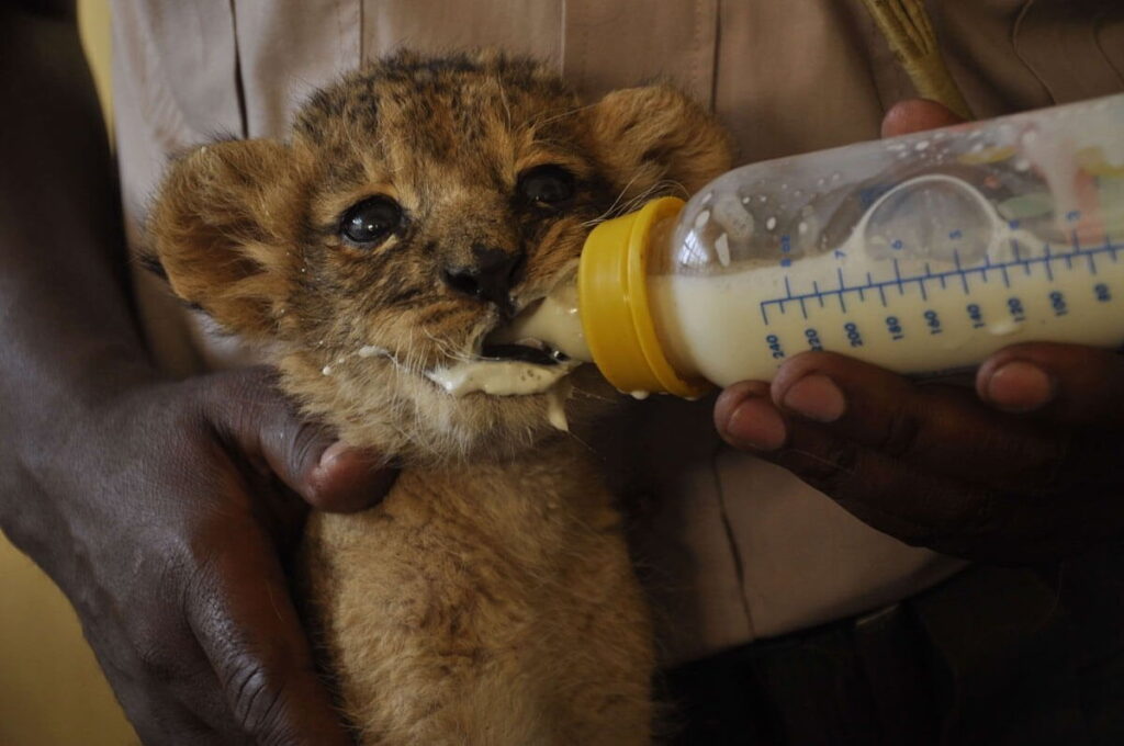 nairobi animal orphanage