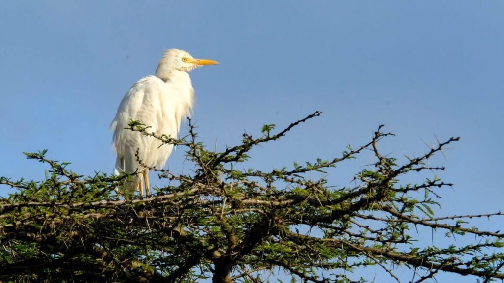 Nairobi National Park