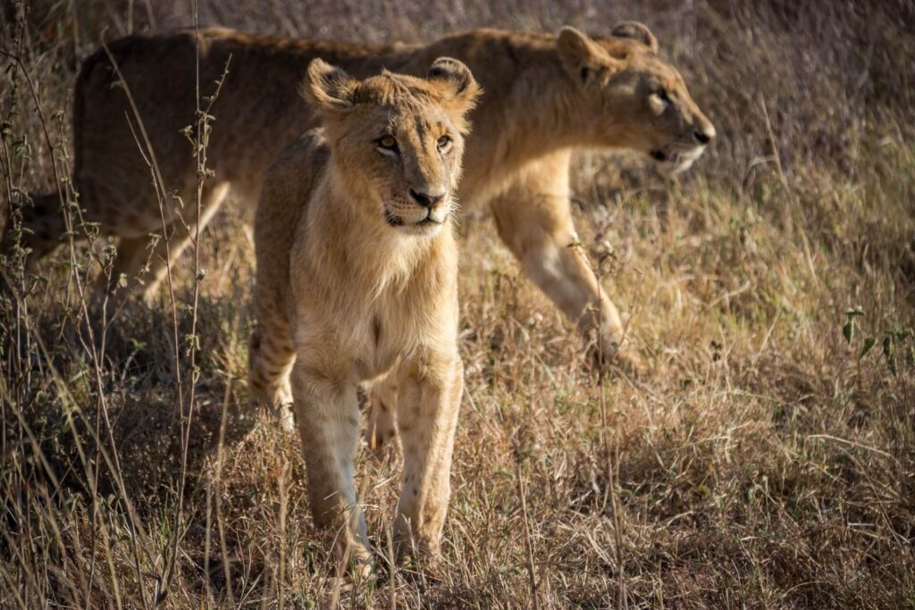 Nairobi National Park