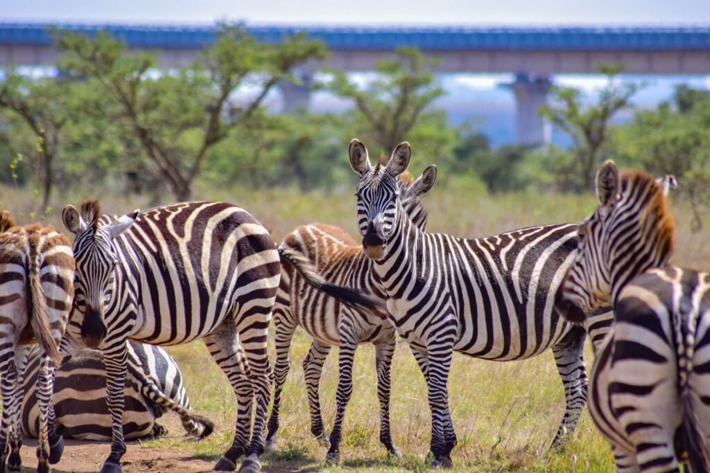 Nairobi National Park