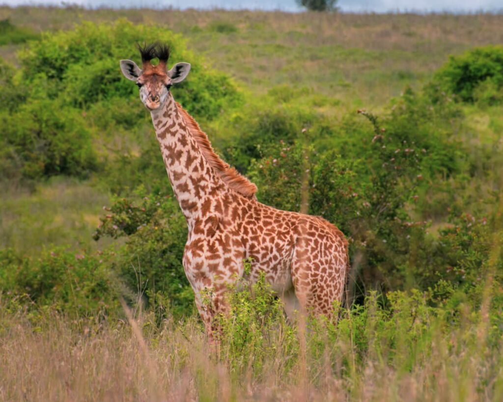 Nairobi national park with Nairobi city
