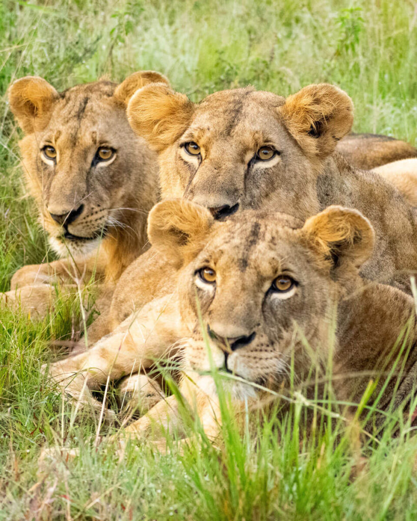 Nairobi national park with Nairobi city