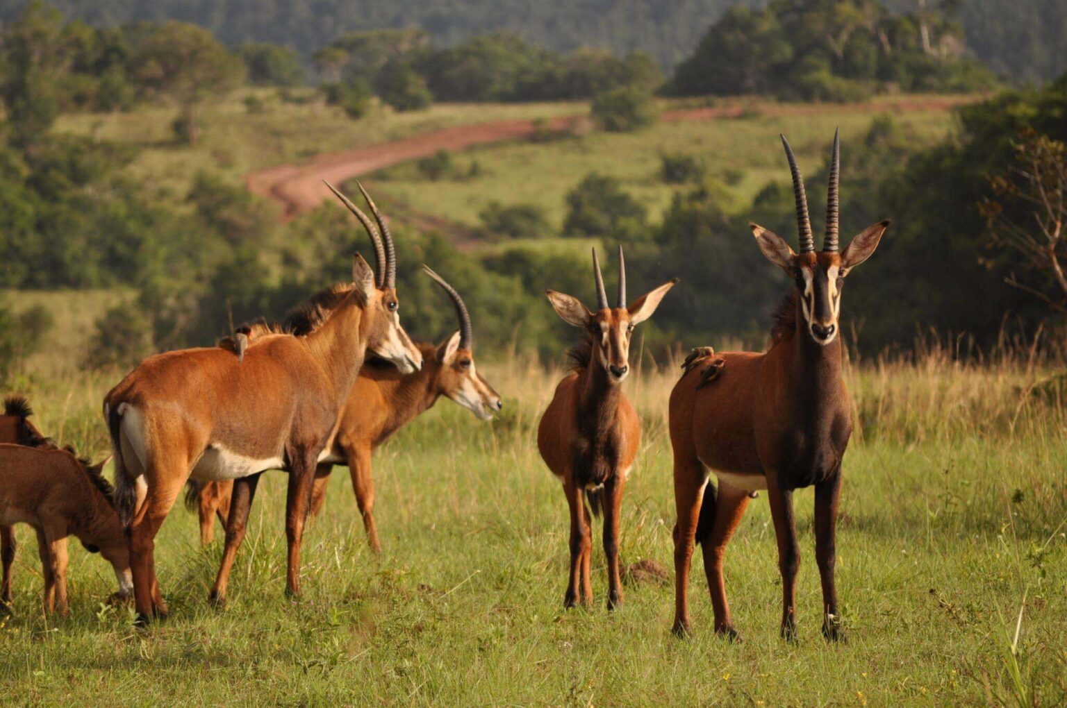 Shimba Hills National Reserve