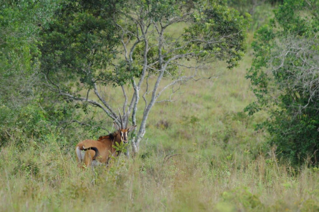 Shimba Hills National Reserve