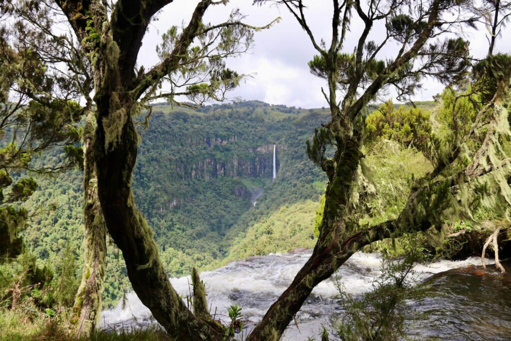 The forest near the Aberdares waterfalls. With a waterfall in the distance.