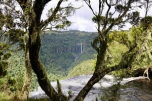 The forest near the Aberdares waterfalls. With a waterfall in the distance.