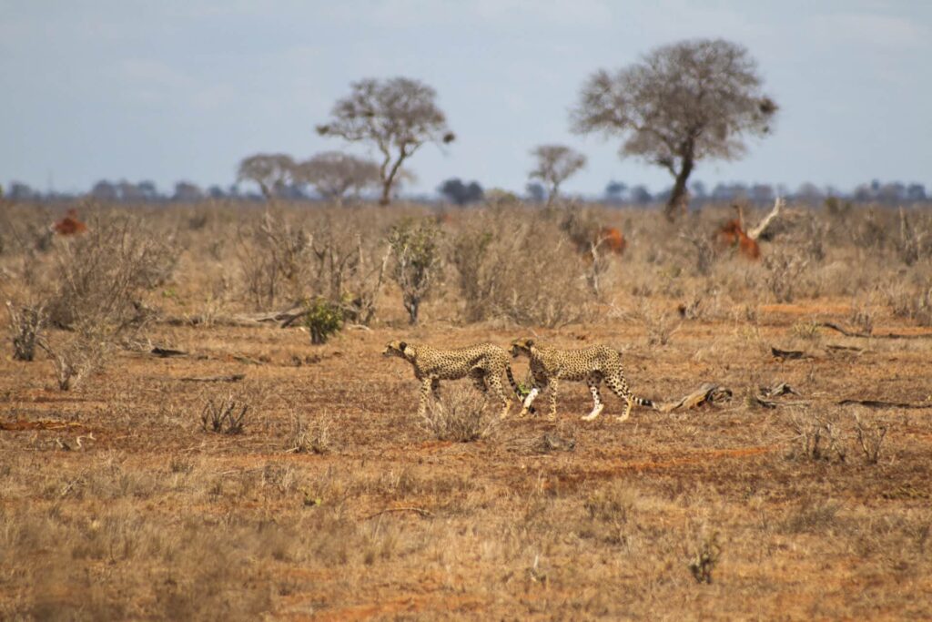 Tsavo East National Park