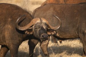 Tsavo East National Park