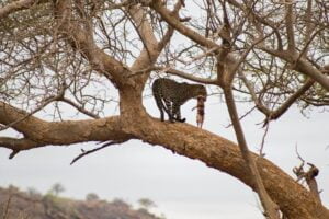 Tsavo East National Park