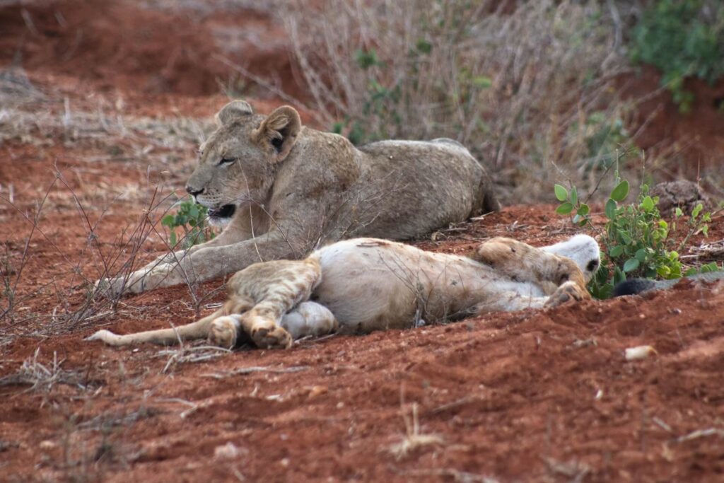 Tsavo East National Park