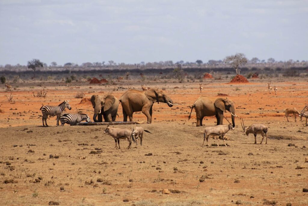Tsavo East National Park