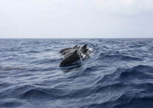 Watamu Marine National Park and Reserve 3 1