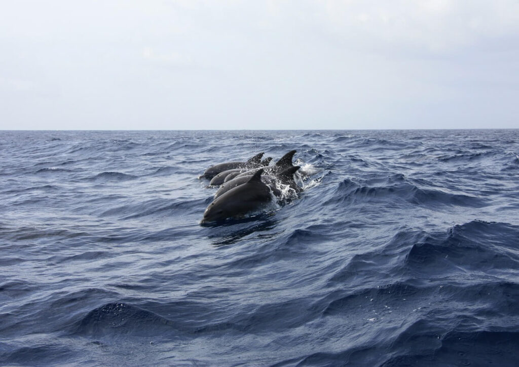 Watamu Marine National Park and Reserve