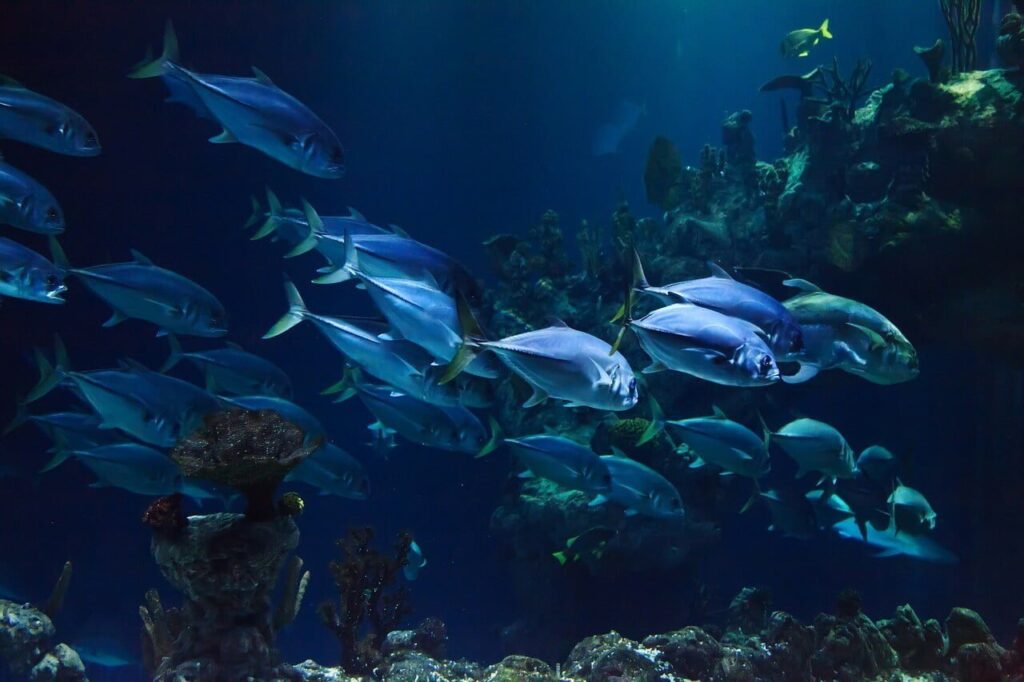 Watamu Marine National Park and Reserve