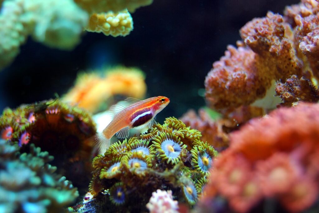 Watamu Marine National Park and Reserve