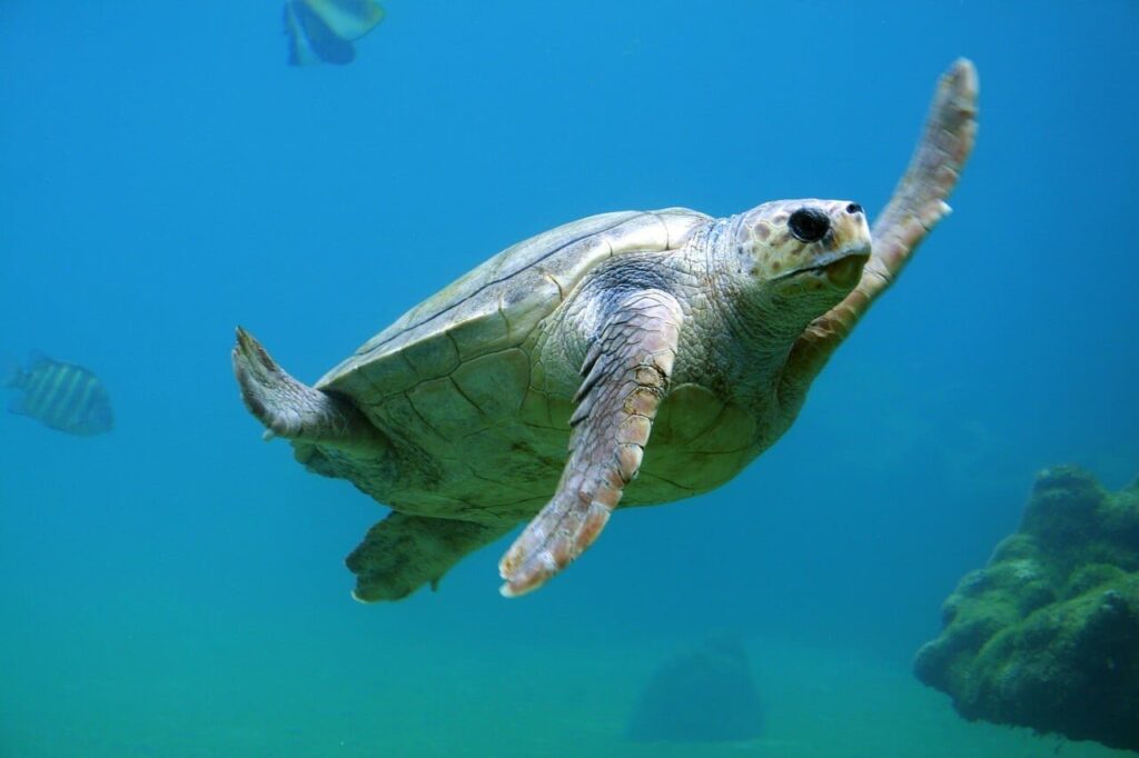 Watamu Marine National Park and Reserve 8