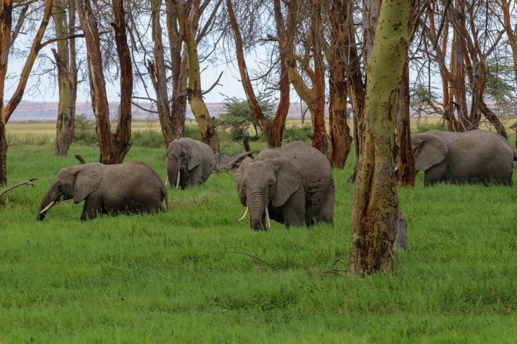 A Herd of Elephants Grazing in the Amboseli National Park