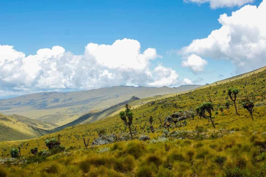 Aberdare National Park (Kenya)