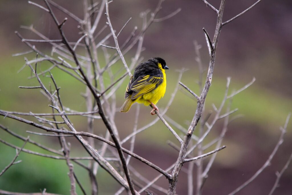 Aberdare National Park