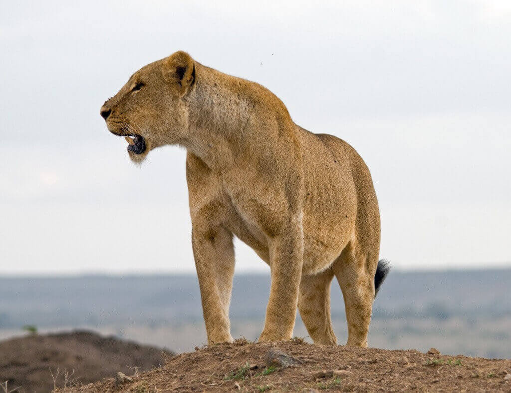 Africa Lion Nairobi National park