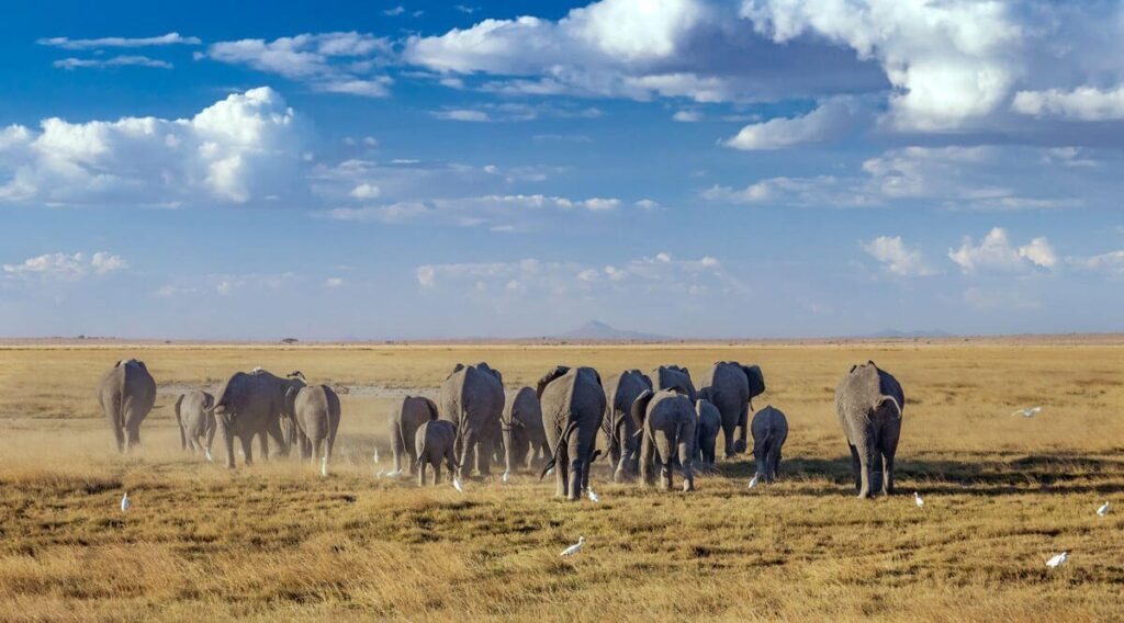 Amboseli National Park