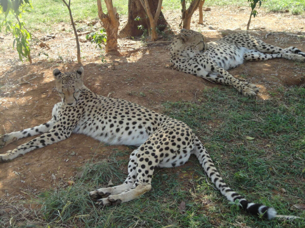 Cheetahs at Kisumu Impala Sanctuary
