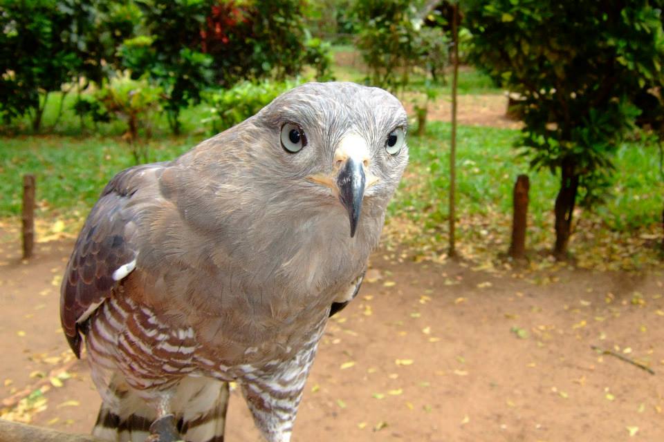 Falconry of Kenya, Malindi
