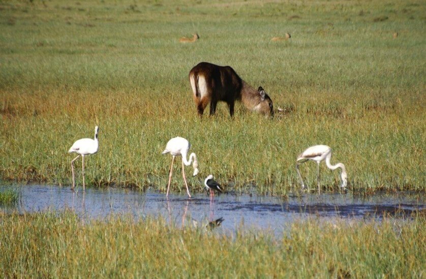 Famingos and a Waterbuck at Lake Nakuru National Park, Kenya